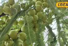 ब्लड शुगर कंट्रोल, बालों की मजबूती और त्वचा की चमक दें यह सुपरफूड, जानें पूरी जानकारी – Uttar Pradesh News