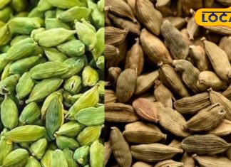 पाचन का रखवाला और स्वाद का बादशाह! कमाल की है बड़ी इलायची, जानें इसके सेवन से मिलने वाले फायदे