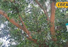 Peepal tree benefits : पीपल के बारे में जानते ही उड़ जाएंगे होश, आज ही छोड़ देंगे अंग्रेजी दवाएं, जानें फायदे