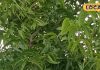 Know the benefits of Neem leaves and the right way to use it. – Uttar Pradesh News
