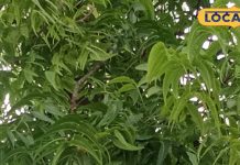 Know the benefits of Neem leaves and the right way to use it. – Uttar Pradesh News
