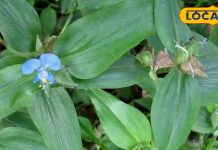 इस देसी जड़ी-बूटी से पाएं गंभीर दर्द से राहत, एक रूपए भी नहीं होगा खर्च, दादी-नानी जमाने का है चमत्कारी नुस्खा