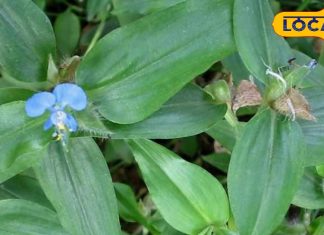 इस देसी जड़ी-बूटी से पाएं गंभीर दर्द से राहत, एक रूपए भी नहीं होगा खर्च, दादी-नानी जमाने का है चमत्कारी नुस्खा