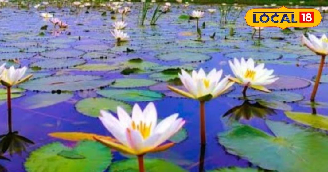 आयुर्वेद का खजाना है कोका बेली का पौधा, दाद, खाज, खुजली और अपच के लिए रामबाण