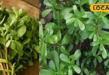 सर्दी-जुकाम से लेकर सुंदरता तक, हर समस्या का हल है यह घास जैसा पौधा, महिलाओं के लिए है नेचुरल फाउंडेशन