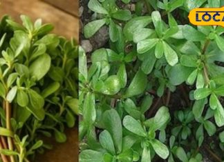 सर्दी-जुकाम से लेकर सुंदरता तक, हर समस्या का हल है यह घास जैसा पौधा, महिलाओं के लिए है नेचुरल फाउंडेशन