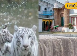 PHOTOS: मानसून विदाई से पहले कर लें रीवा के इन जगहों का दीदार, वरना करना पड़ेगा 1 साल का इंतजार – Madhya Pradesh News