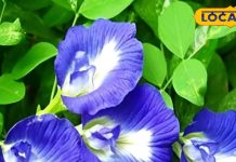 Health Tips: आंखों की जलन, सिरदर्द और हाई ब्लड प्रेशर में भी रामबाण है ये फूल, जानिए इसके आयुर्वेदिक फायदे – Uttarakhand News