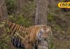 Pilibhit Tiger Reserve: बाघ ही नहीं… अब पीलीभीत में कर सकेंगे इन टॉप 5 दुर्लभ वन्यजीवों का दीदार, देखें तस्वीरें