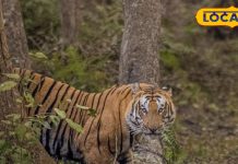 Pilibhit Tiger Reserve: बाघ ही नहीं… अब पीलीभीत में कर सकेंगे इन टॉप 5 दुर्लभ वन्यजीवों का दीदार, देखें तस्वीरें