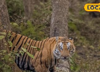 Pilibhit Tiger Reserve: बाघ ही नहीं… अब पीलीभीत में कर सकेंगे इन टॉप 5 दुर्लभ वन्यजीवों का दीदार, देखें तस्वीरें