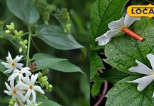 जोड़ों का दर्द, खांसी-जुकाम, वायरल बुखार में राहत दिलाए हरसिंगार, जानिए इसके अनगिनत चमत्कारिक फायदे