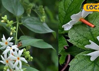 जोड़ों का दर्द, खांसी-जुकाम, वायरल बुखार में राहत दिलाए हरसिंगार, जानिए इसके अनगिनत चमत्कारिक फायदे