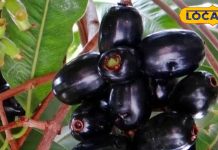 रोज सुबह खाली पेट खा लीजिए ये बैंगनी फल, फिर देखिए कमाल, इन लोगों के लिए वरदान – Uttar Pradesh News