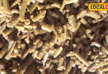 क्या आपने चखा सहजन का अचार? डायबिटीज, मोटापा और हड्डियों की कमजोरी में कारगर, 300 बीमारियों में है लाभकारी