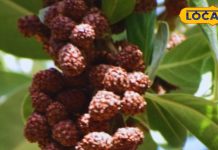 पर्स में रुद्राक्ष रखने से कैसे खुलते हैं धन और समृद्धि के द्वार, कभी नहीं होगी पैसों की कमी, जानिए पूरी विधि – Uttarakhand News