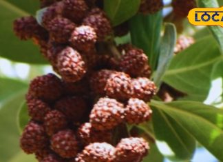 पर्स में रुद्राक्ष रखने से कैसे खुलते हैं धन और समृद्धि के द्वार, कभी नहीं होगी पैसों की कमी, जानिए पूरी विधि – Uttarakhand News