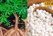 क्या आप जानते हैं कि आखिर कैसे बनता है साबूदाना यहां जाने इसे तैयार करने की पूरी प्रक्रिया