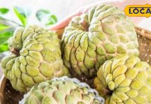 Health Tips: सीताफल खाने से पहले जान लें खाने का नियम, नहीं तो हो सकता है बड़ा नुकसान – Jharkhand News