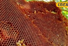 20 हजार मधुमक्खियों का ये जहर बेअसर कर देगा उनका डंक, चुटकियों में मिलेगी राहत, भागने-छिपने की भी जरूरत नहीं – Uttar Pradesh News