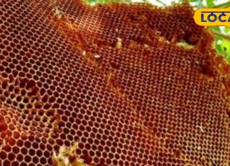 20 हजार मधुमक्खियों का ये जहर बेअसर कर देगा उनका डंक, चुटकियों में मिलेगी राहत, भागने-छिपने की भी जरूरत नहीं – Uttar Pradesh News