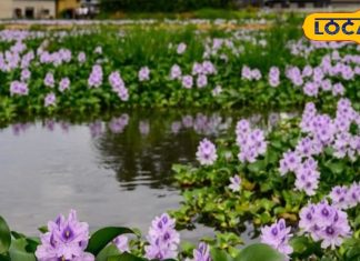 खरपतवार नहीं है नदी-तालाब में फैली जलकुंभी, कई बीमारियों के इलाज में कारगर; सेहत के लिए है संजीवनी – Uttar Pradesh News