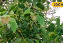 Health Tips: औषधीय गुणों का खजाना है ये हरा पत्ता, दिल और आंतों के लिए रामबाण