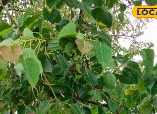 Health Tips: औषधीय गुणों का खजाना है ये हरा पत्ता, दिल और आंतों के लिए रामबाण