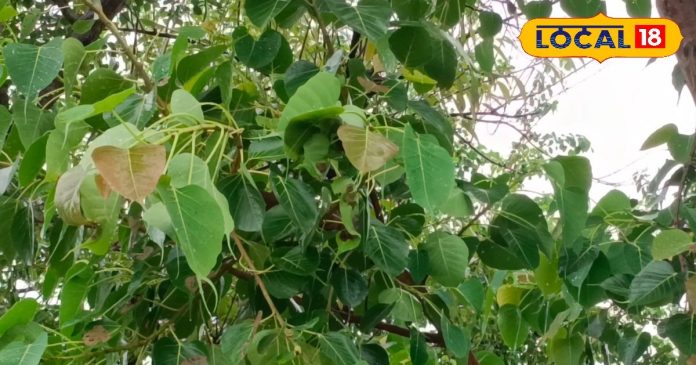 Health Tips: औषधीय गुणों का खजाना है ये हरा पत्ता,