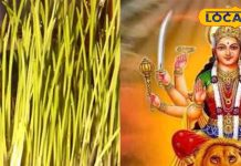 Navratri 2025: कलश स्थापना पर बोए गए जौ के अंकुर बताते हैं शुभ और अशुभ के संकेत, यहां जानें कौन सा रंग क्या है बताता