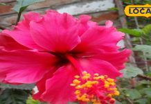 Navratri 2025: माता दुर्गा का दिल रखा रहता है इस लाल फूल में, कर दें अर्पण, प्रसन्न होंगी मां, दूर होगी हर अड़चन