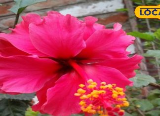 Navratri 2025: माता दुर्गा का दिल रखा रहता है इस लाल फूल में, कर दें अर्पण, प्रसन्न होंगी मां, दूर होगी हर अड़चन