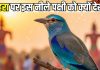 Neelkanth Bird on Dussehra: दशहरा के दिन नीलकंठ पक्षी को देखना क्यों माना जाता है शुभ? जानिए क्या है धार्मिक महत्व