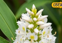 Health Tips: घर की सजावट ही नहीं, सेहत का खजाना भी है ये खूबसूरत सा फूल! जानें इसके अनोखे फायदे – Uttar Pradesh News