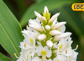 Health Tips: घर की सजावट ही नहीं, सेहत का खजाना भी है ये खूबसूरत सा फूल! जानें इसके अनोखे फायदे – Uttar Pradesh News