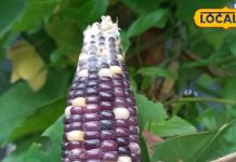 Colorful Corn: प्रोटीन का पावर हाउस है ये रंगीन भुट्टा, यूपी में यहां किसान ने की खेती, जितना फायदेमंद उतना लाभ भी