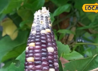 Colorful Corn: प्रोटीन का पावर हाउस है ये रंगीन भुट्टा, यूपी में यहां किसान ने की खेती, जितना फायदेमंद उतना लाभ भी