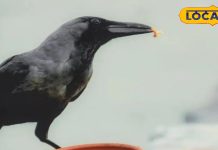 Pitru Paksha 2025 : आखिर क्यों पितृ पक्ष में गाय, कौवा और कुत्ते को खिलाया जाता है खाना, यहां जानें महत्व