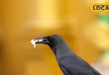 Pitru Paksha 2025: पितृपक्ष में भगवान की पूजा करें या छोड़ दें? जानिए पिंडदान, तर्पण और दान का सही तरीका