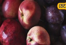 फल एक, फायदे अनेक, समोसे की चटनी या गर्मी का शरबत, हर फॉर्म में लाजवाब आलू बुखारा, विटामिन, फाइबर और मिनरल्स से है भरपूर