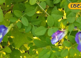 Shardiya Navratri 2025: नवरात्रि में देवी मां को करना है प्रसन्न, तो चढ़ाएं ये फूल.. मईया खुद देने आएंगी आशीर्वाद