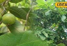 स्किन ग्लो और फैट लॉस का ऐसा देसी नुस्खा, बस ये पत्ते खाइए और देखिए कमाल!