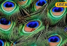 Tips and Tricks : तिजोरी में रख दें मोर पंख, धन-धान्य से भर जाएगा घर, खत्म हो जाएंगे सारे टंटे, हर विवाद – Uttarakhand News