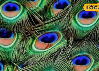 Tips and Tricks : तिजोरी में रख दें मोर पंख, धन-धान्य से भर जाएगा घर, खत्म हो जाएंगे सारे टंटे, हर विवाद – Uttarakhand News