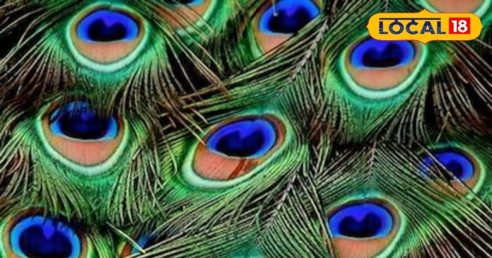 Tips and Tricks : तिजोरी में रख दें मोर पंख,