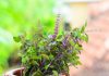 Tulsi Tips: अगर घर में है तुलसी का पौधा तो न करें ये 2 गलतियां… वरना पूजा का फल तो नहीं, मिल सकती सजा!