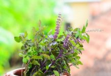 Tulsi Tips: अगर घर में है तुलसी का पौधा तो न करें ये 2 गलतियां… वरना पूजा का फल तो नहीं, मिल सकती सजा!