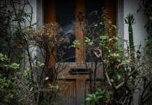 Vastu tips for home entrance। घर के दरवाजे पर कौन से पौधे न लगाएं