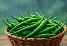 how to keep green chillies fresh in rainy season । हरी मिर्च को बरसात में ताजा रखने के आसान तरीके और हैक्स
