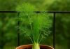 how to grow saunf at home । घर पर सौंफ उगाने का तरीका